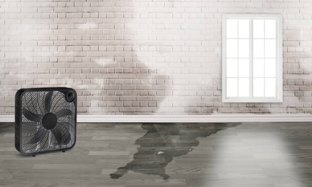 Best Carpet water damage restoration  in Vicksburg, MI